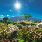 đồng cừu an hòa