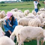 Nông trại cừu suối nghệ